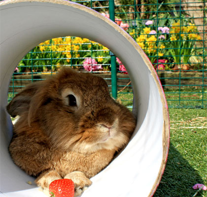 Un lapin qui mange une fraise dans son enclos