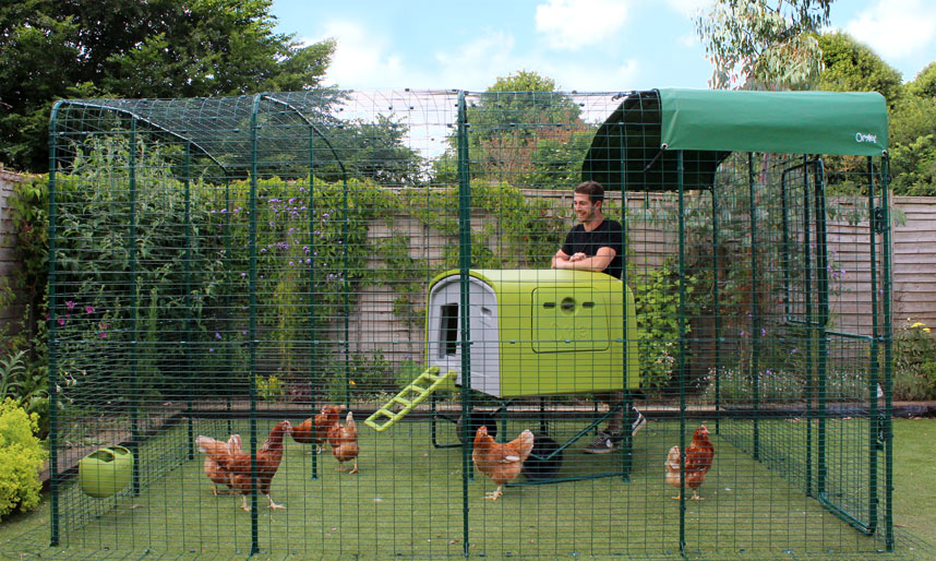 Le Grand Enclos pour poules est l'endroit le plus sûr pour vos poules