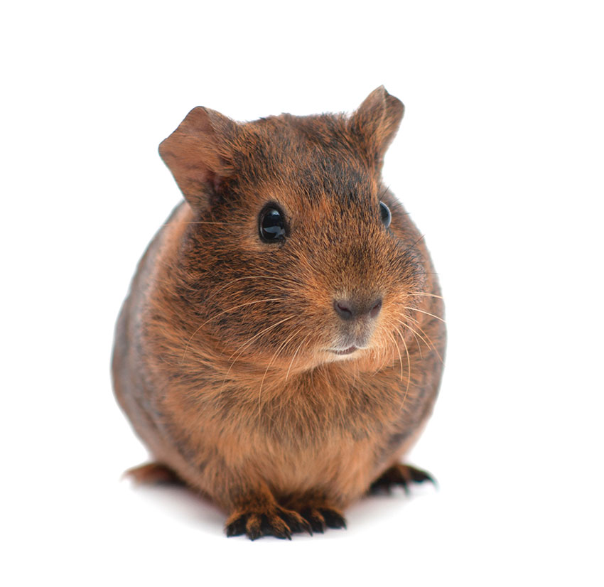 Short-haired guinea pig