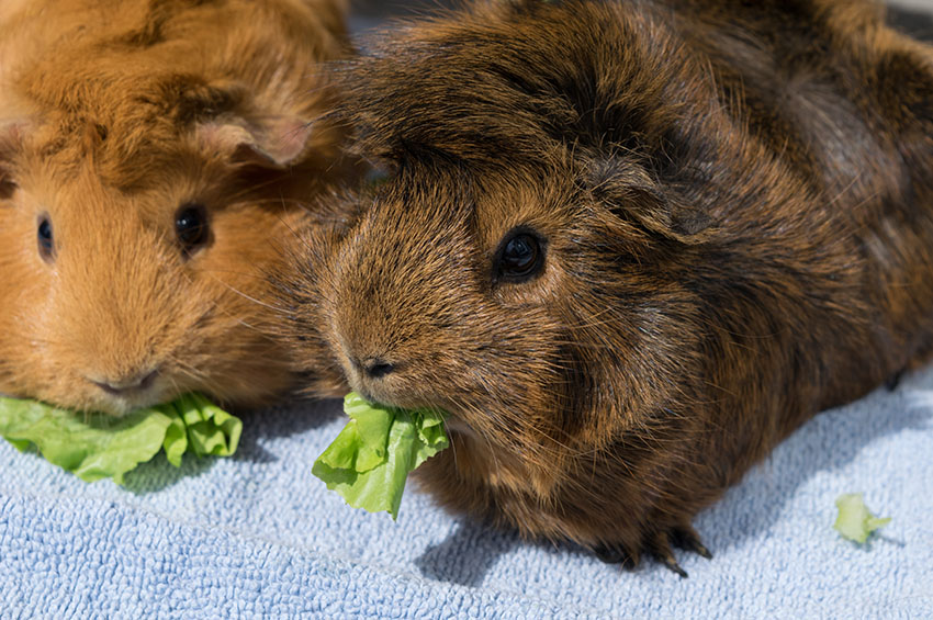 Quelle alimentation pour les cochons d'inde?