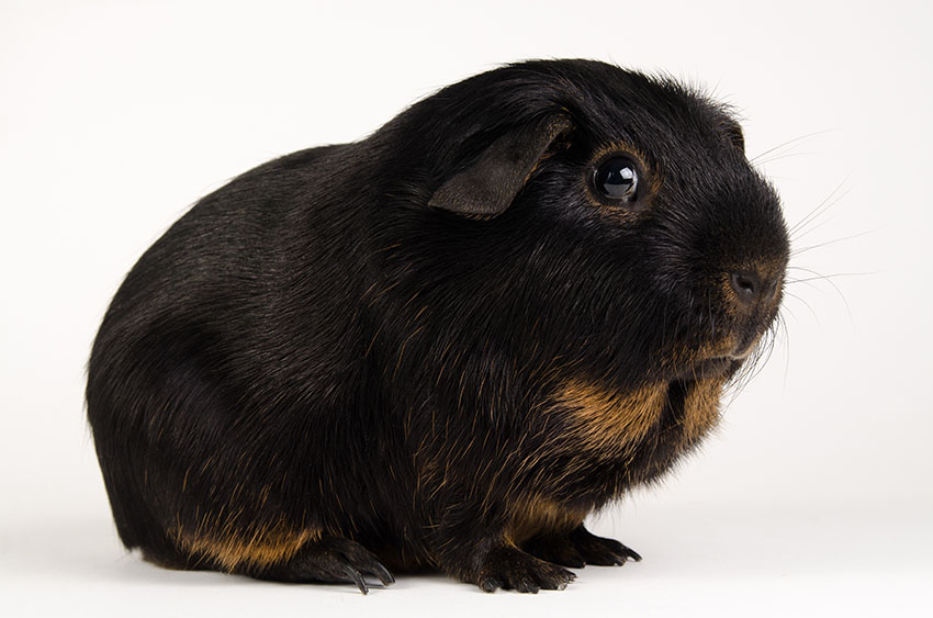 Tan guinea pig