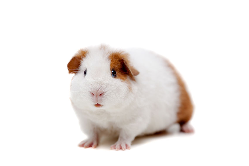 Teddy guinea pig