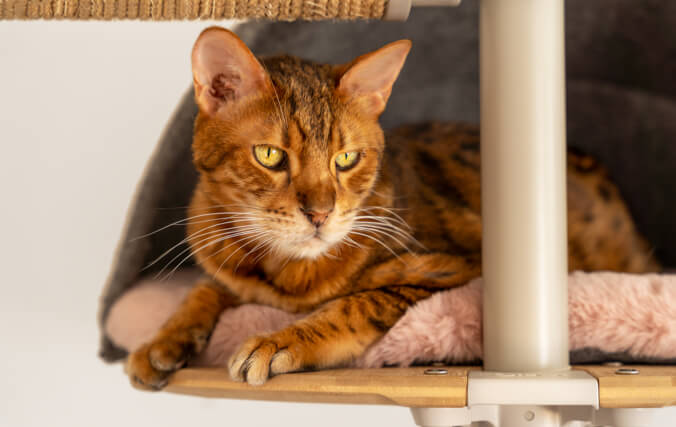 Un chat de race Bengal qui se repose dans une tanière verte