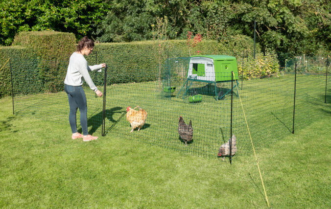 poulailler eglu cube et filet à poules avec entrée