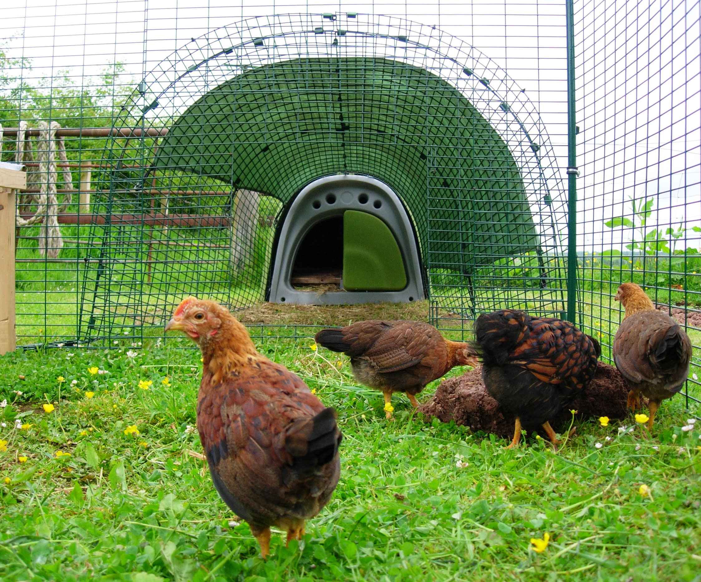 Jilly Graham's hens love being let out to explore the garden but know they need to go back in at night