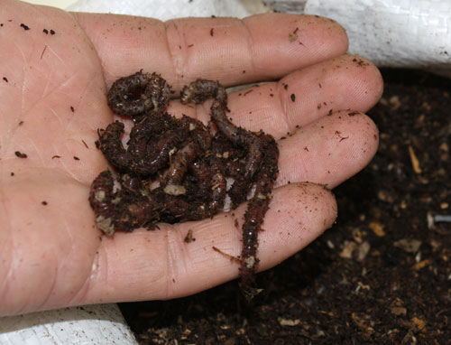 The wonderful, wiggly compost worm!