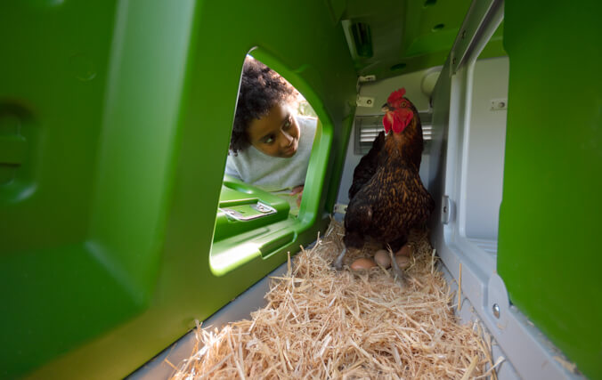 garçon qui regarde une poule en train de pondre des œufs dans un poulailler vert