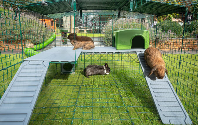 Le nouveau niveau enrichi l’enclos de vos lapins et leur offrent un nouvel espace sur lequel ils peuvent s’amuser et se détendre.