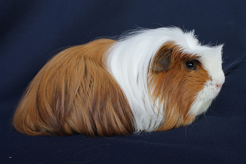a guinea pig posing