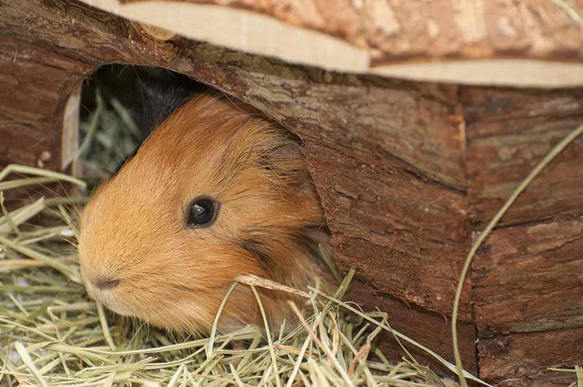 a snug guinea pig