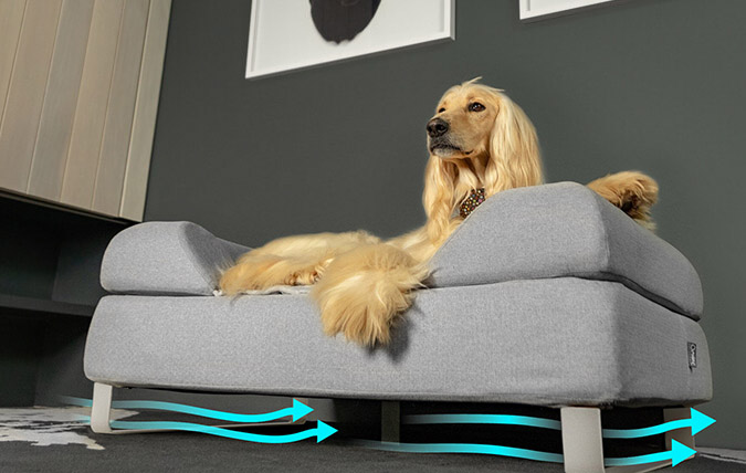 Chien couché sur un matelas chien surélevé avec des pieds, améliorant la circulation de l'air et l'hygiène / lit pour grand chien