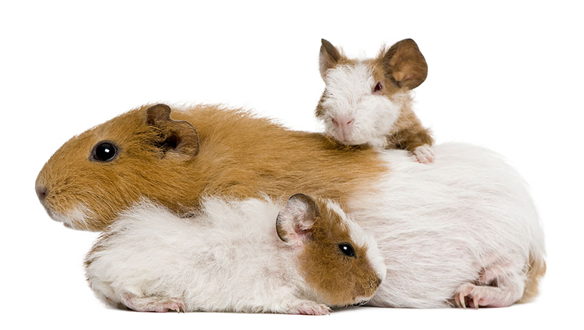 all guinea pigs love water