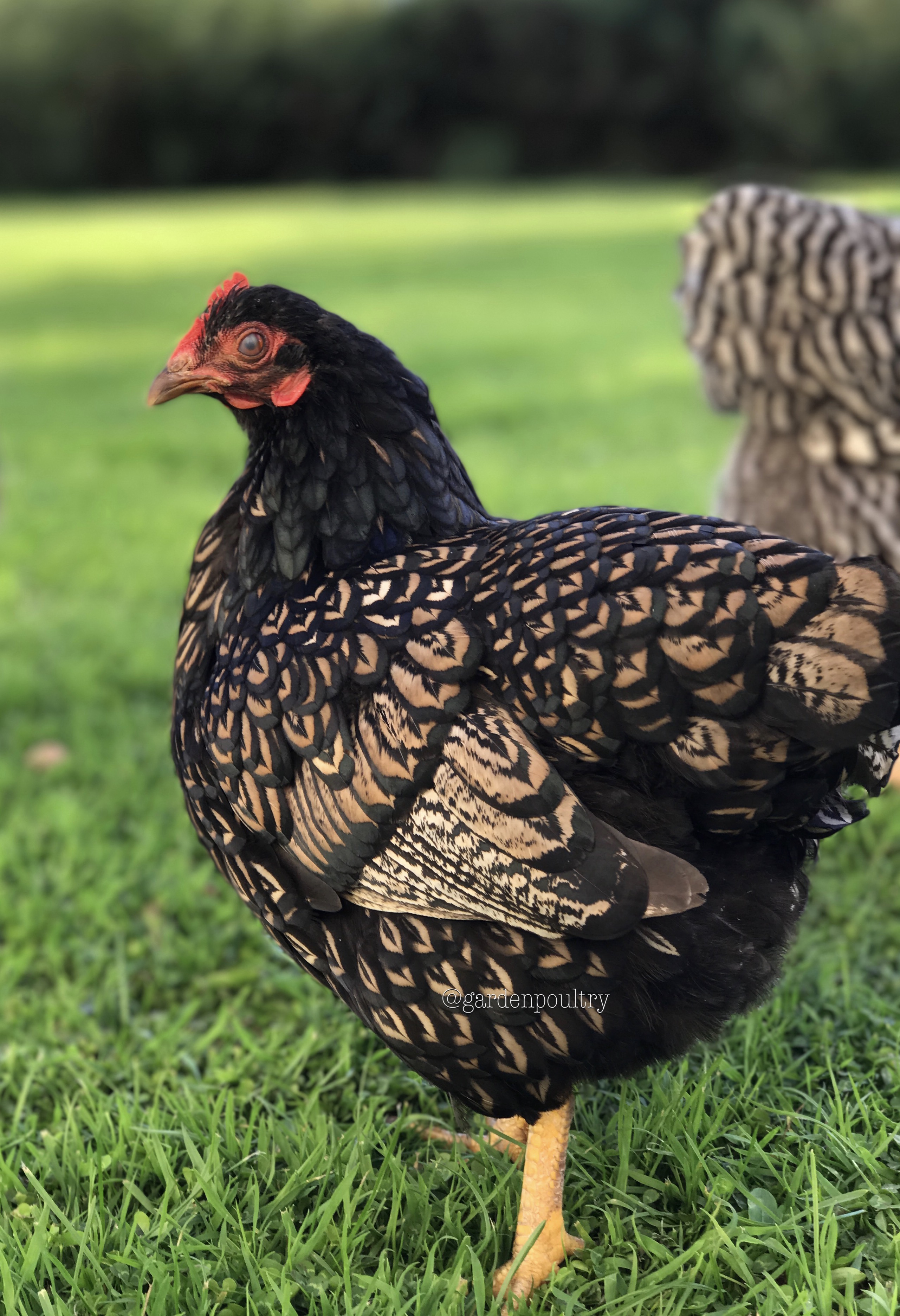 barnevelder for sale | poules | informations sur les races | omlet
