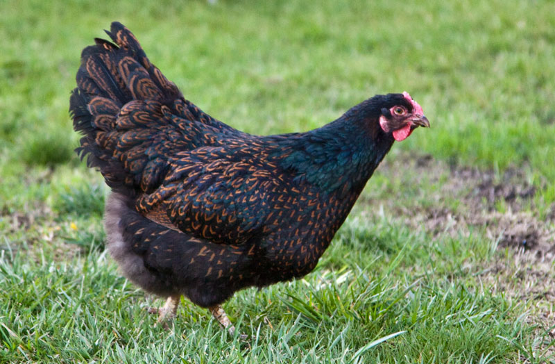 barnevelder for sale | poules | informations sur les races | omlet