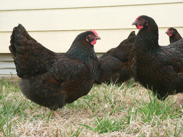 barnevelder for sale | poules | informations sur les races | omlet