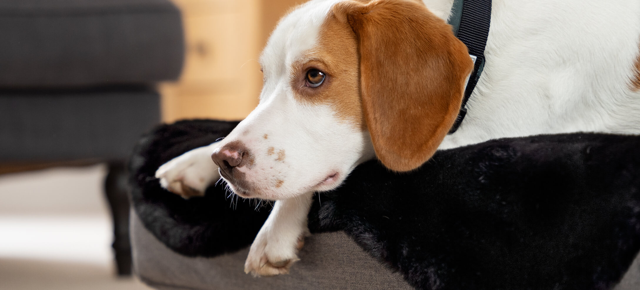 Beagle couché sur le panier pour chien Topology d’Omlet