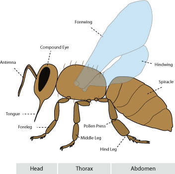 Anatomie de l'abeille (Appis mellifera)  Abeille, Infographie, La vie des  abeilles