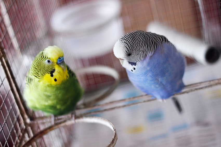 blue and green budgie pair in cage