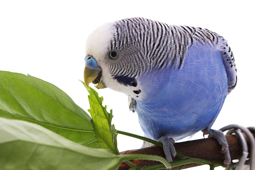 Pourquoi les perruches et autres oiseaux de compagnie aiment se baigner -  Omlet Blog France