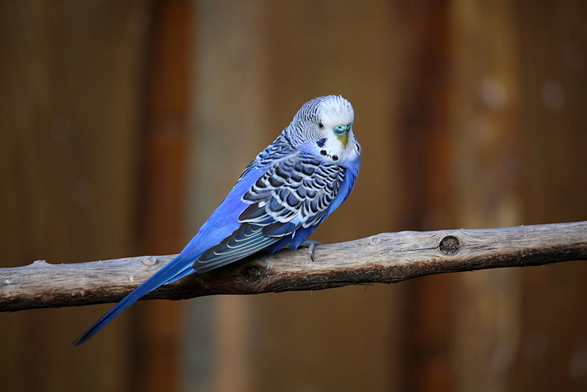Blue budgie on a wooden perch
