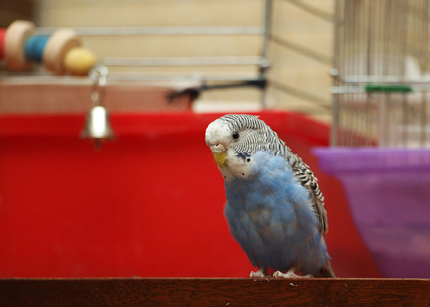 Blue budgie outside cage