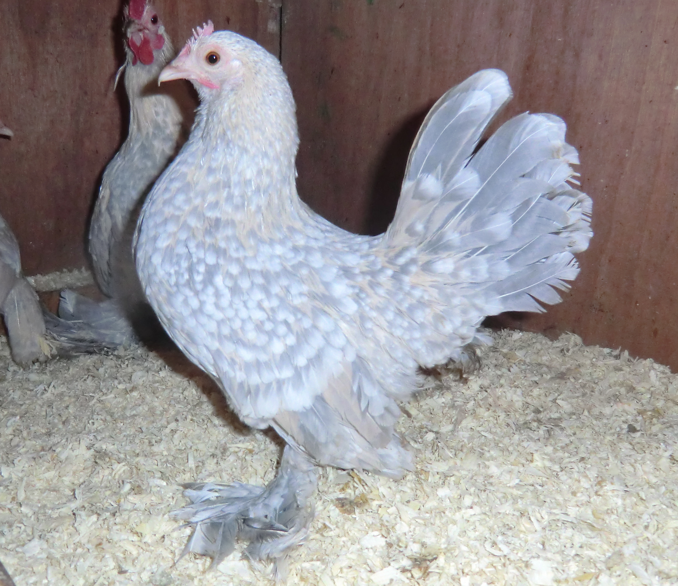 Sabelpoot For Sale | Poules | Informations sur les races | Omlet