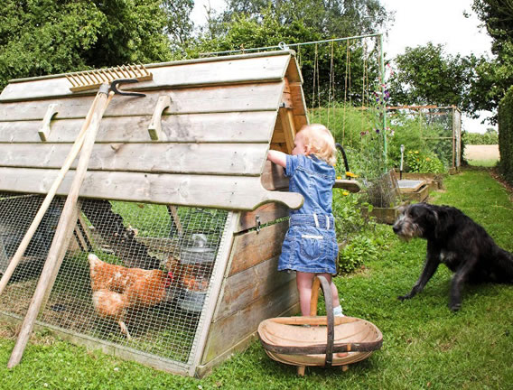 Young child collecting eggs from Boughton chicken coop.