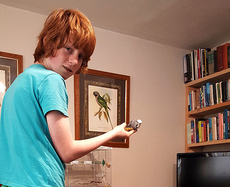 boy taming a budgie