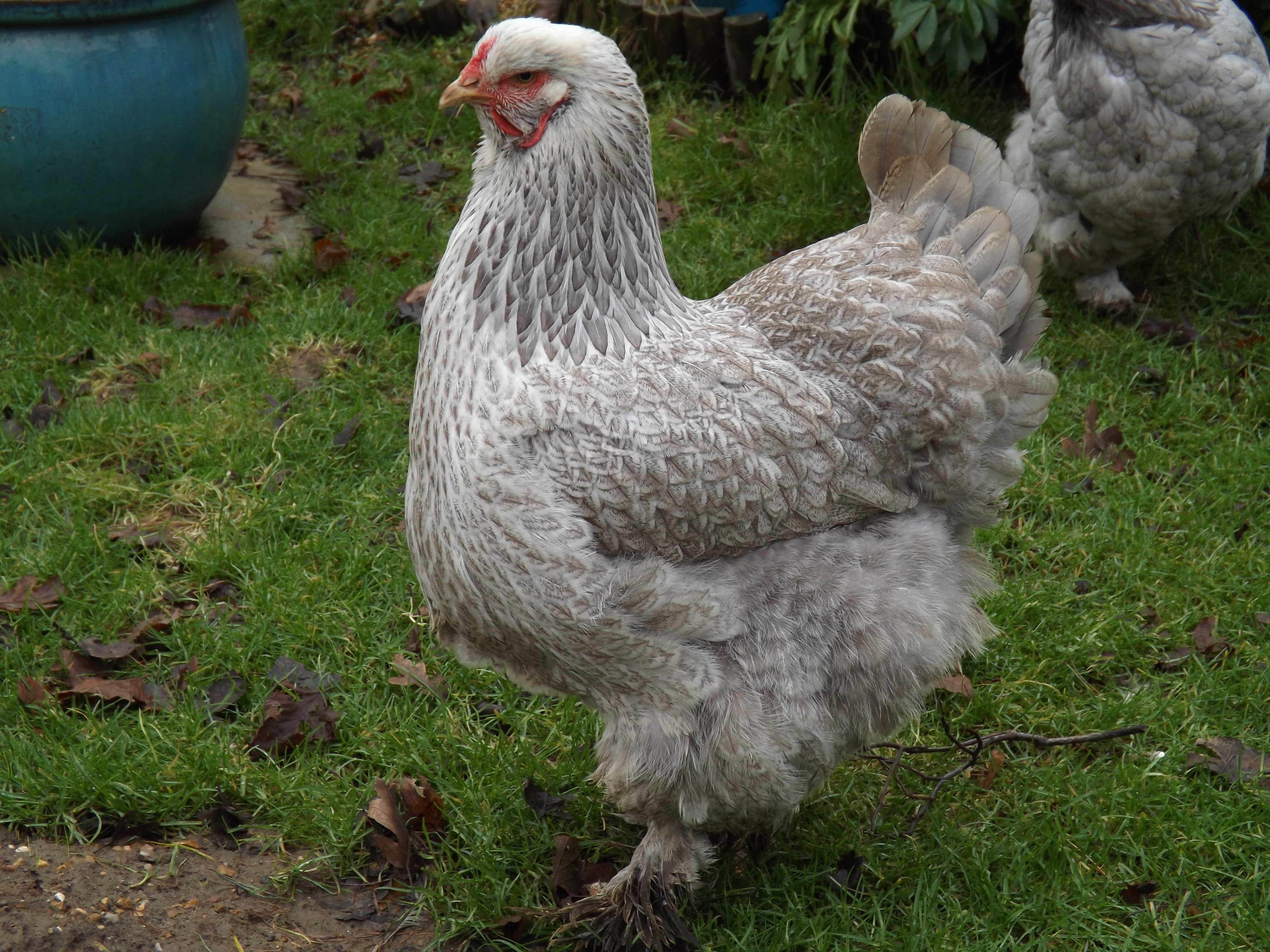 Brahma For Sale Poules Informations sur les races Omlet