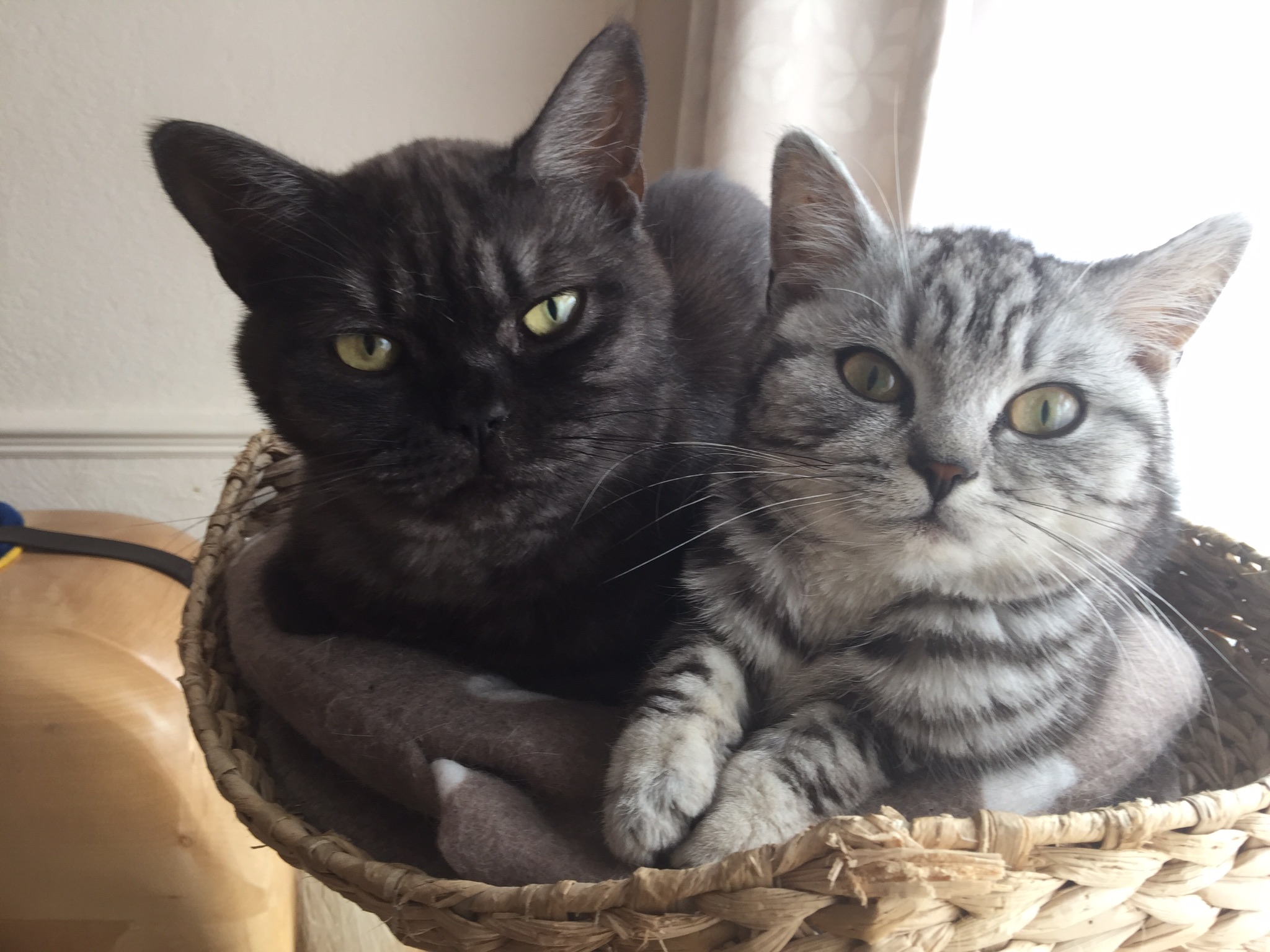 Chat Black Silver Tabby Cat