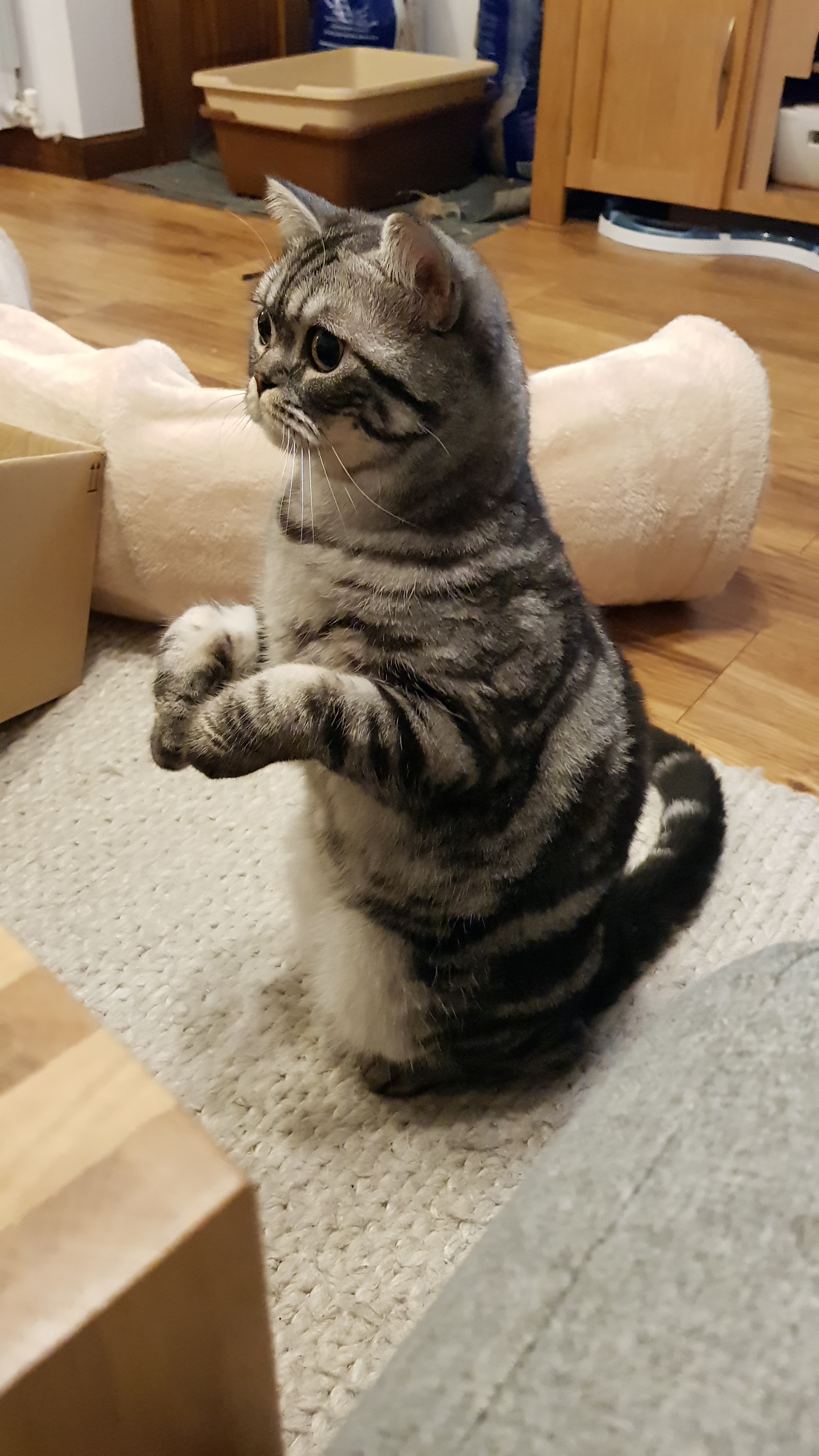 British Shorthair Tabby Chats Informations Sur Les Races Omlet