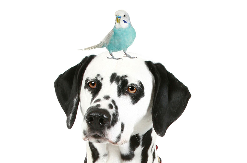 budgie_and_dogs