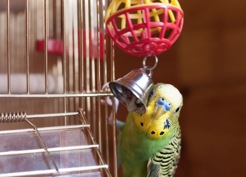 Budgie bell