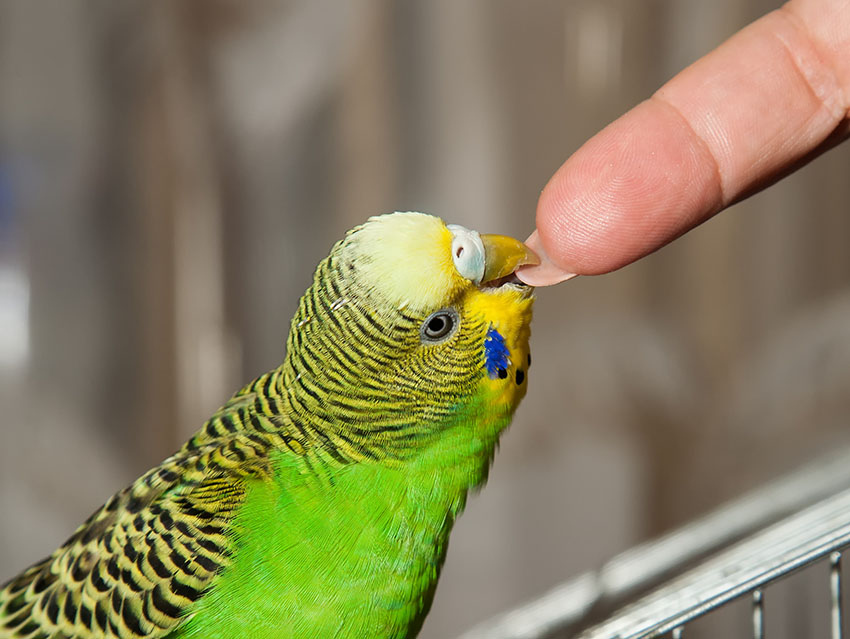 Budgie biting a fingernail