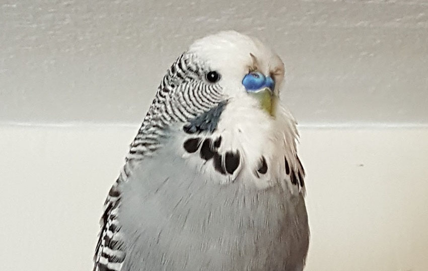 budgie with dried blood on face feathers