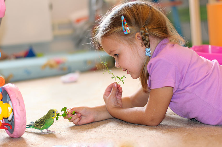 Budgie feeding from hand