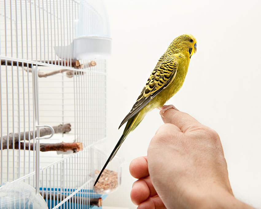 budgie finger training