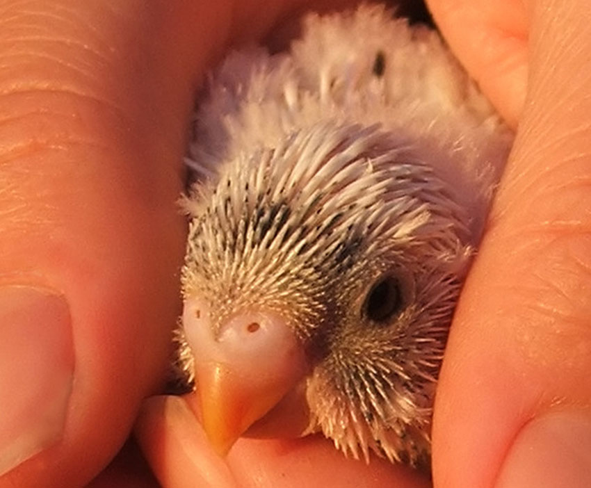 budgie fledgling cupped in hands