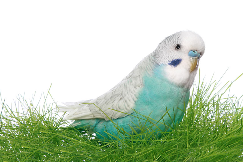 Grey budgie