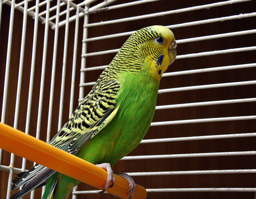Hen budgie in a cage