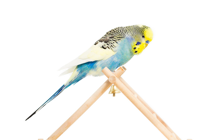 budgie ladder