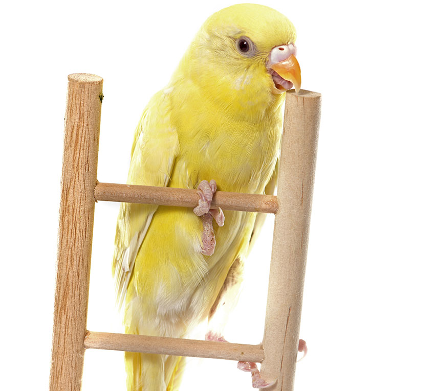 Budgie ladder