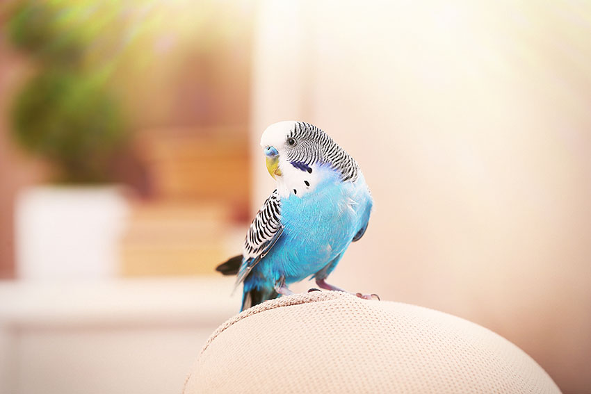 budgie_on_chair