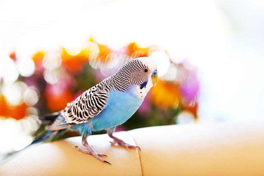 budgie on sofa