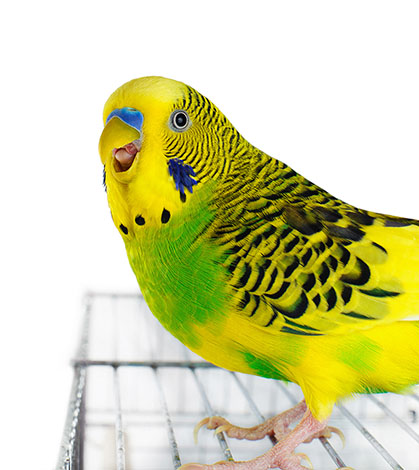 budgie open beak aggression