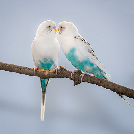 budgie pair on a branch