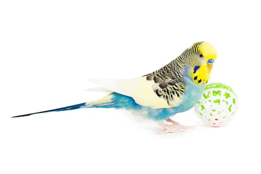 budgie playing football