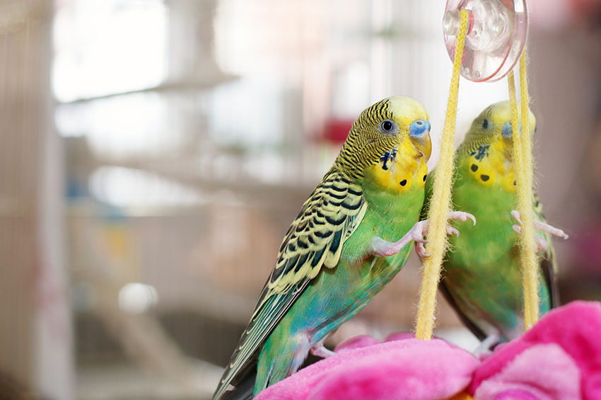 Budgie playing in a cage