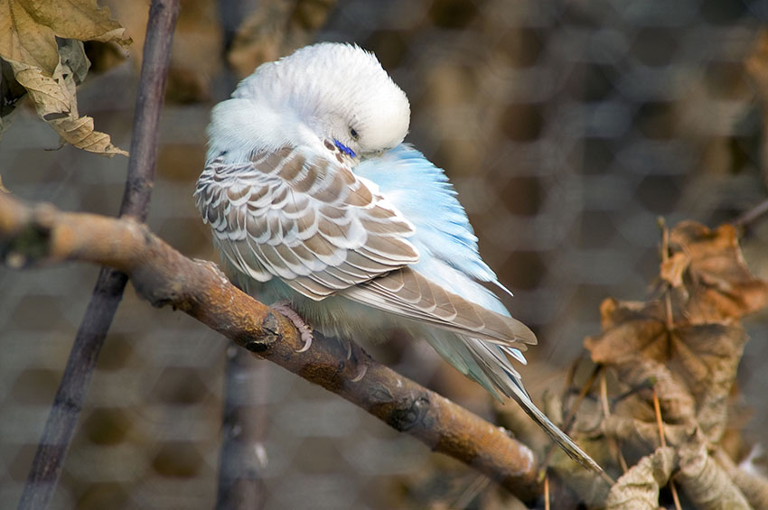 Brown budgie