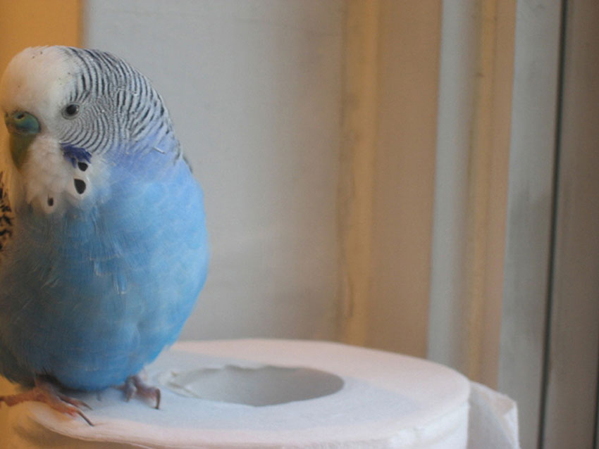 budgie toilet roll